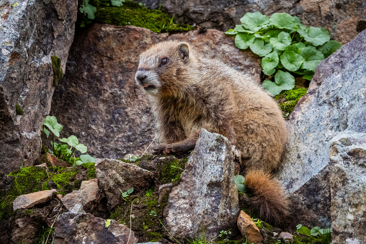 I think this is the first baby marmot I have ever ...