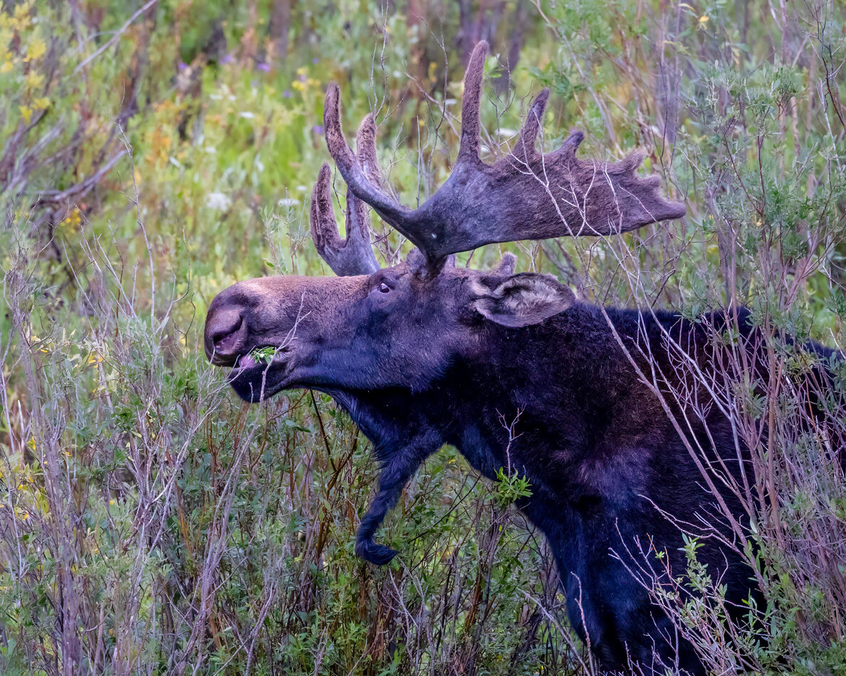 I do not have many bull moose photos, so I was hap...