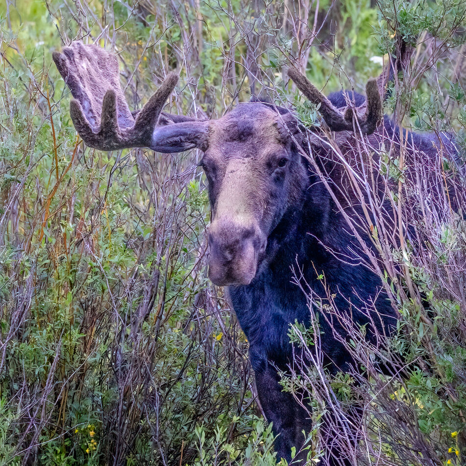 Not the greatest moose photos in the world, and I ...