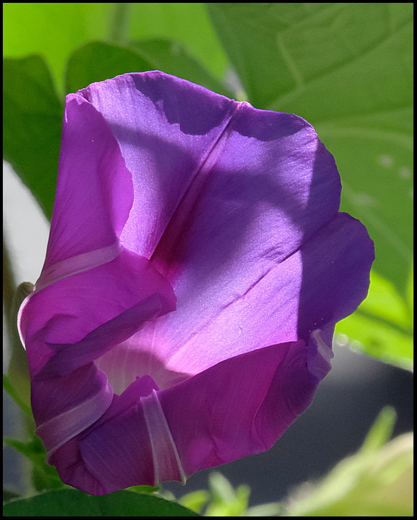 2. Closer look of Morning Glory....