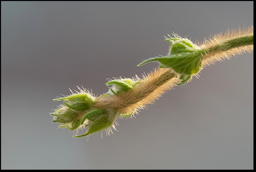 3. Closer look of Morning Glory buds....