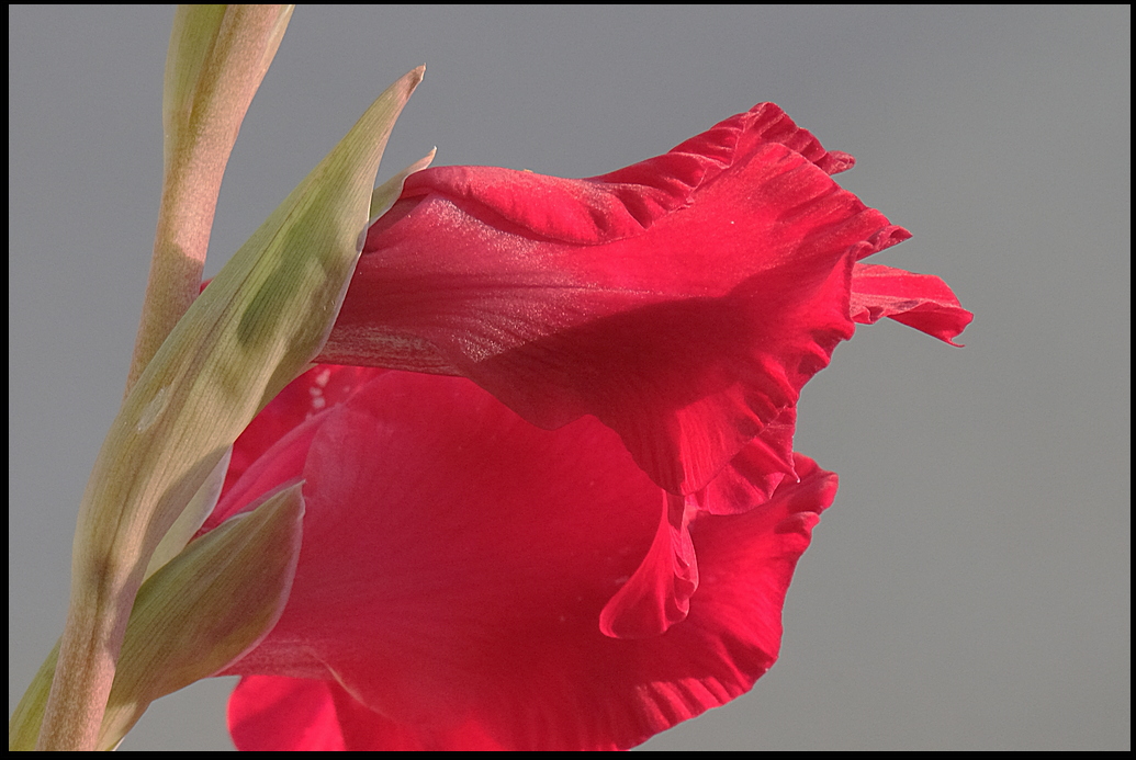 4. Detail of Gladiolus....