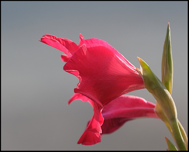 6. Side view of Gladiolus....