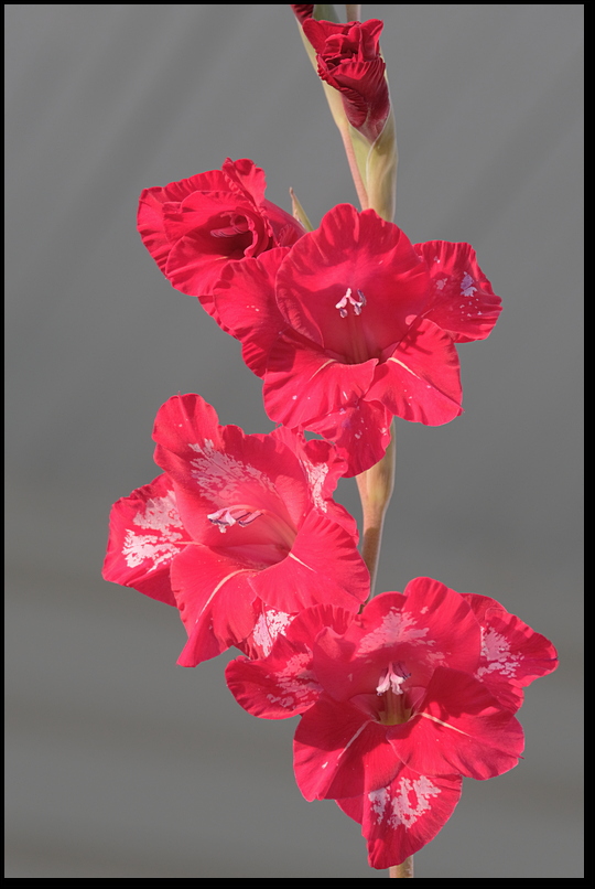 7. Front view of Gladiolus....