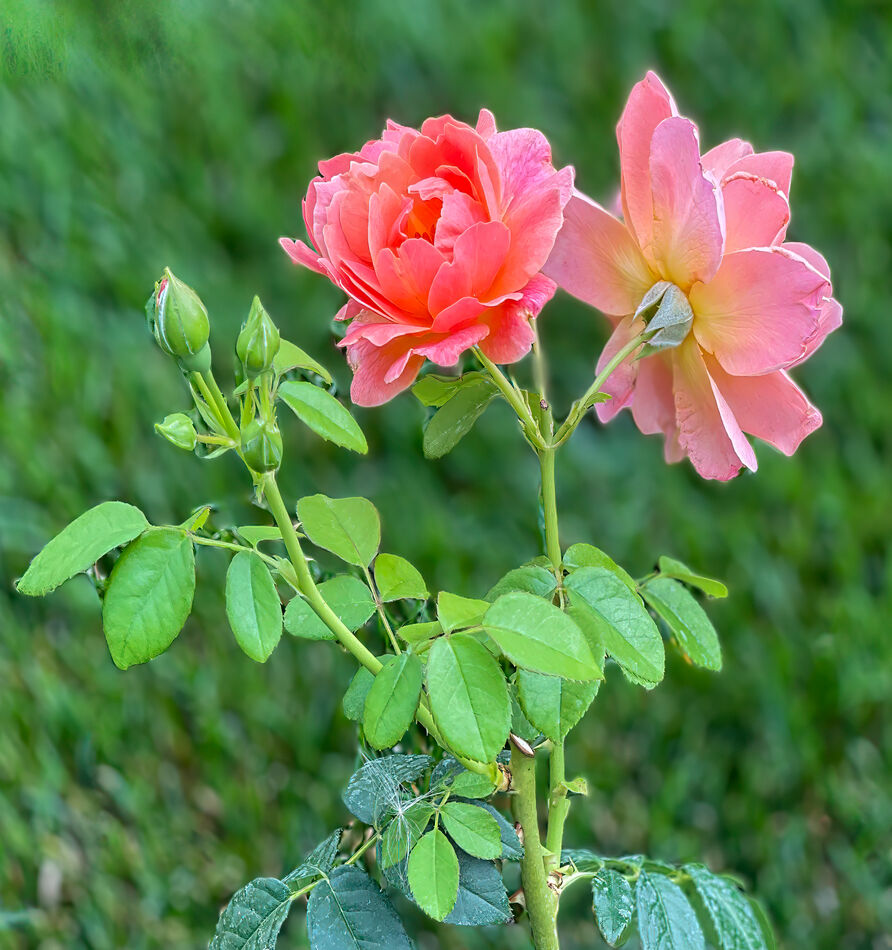 Hybrid rose...