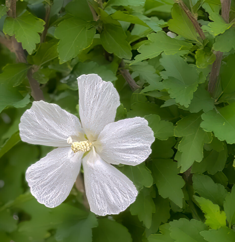 White hibiscus...