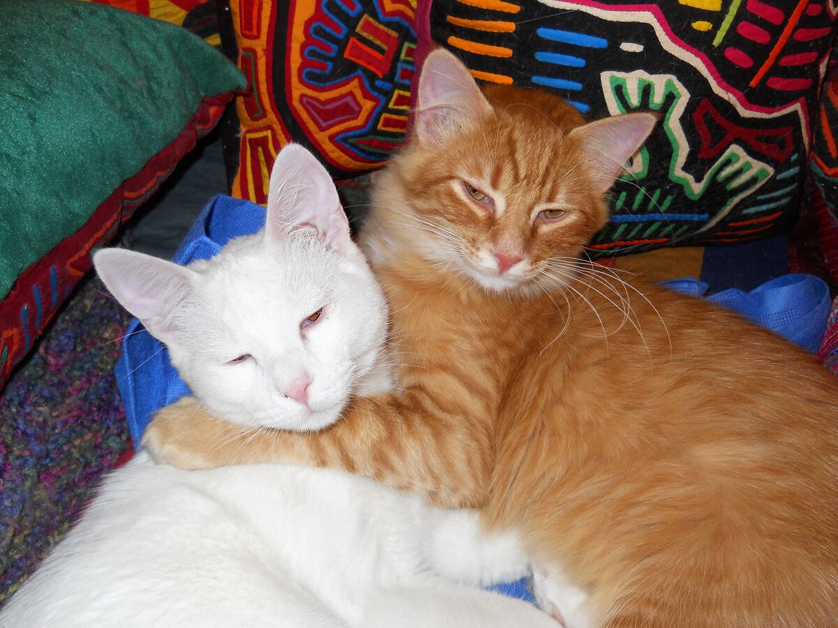 Ginger kitty and buddy...