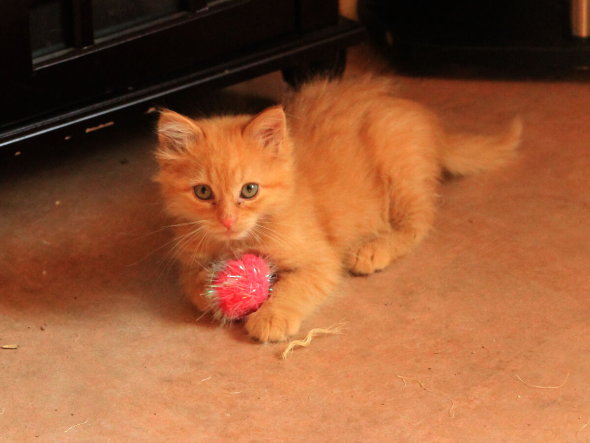 orange foster kitten...
