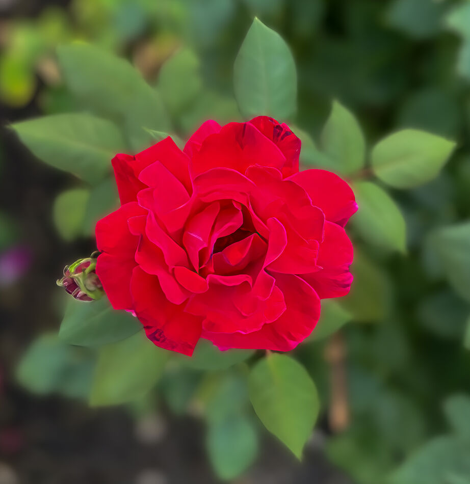 Red china rose...