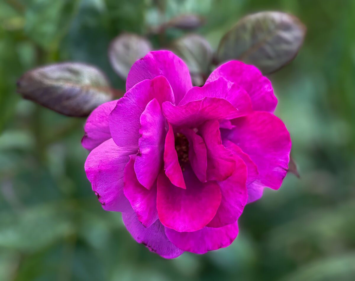 Purple china rose...