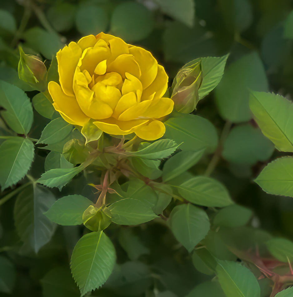 Yellow hybrid tea rose...