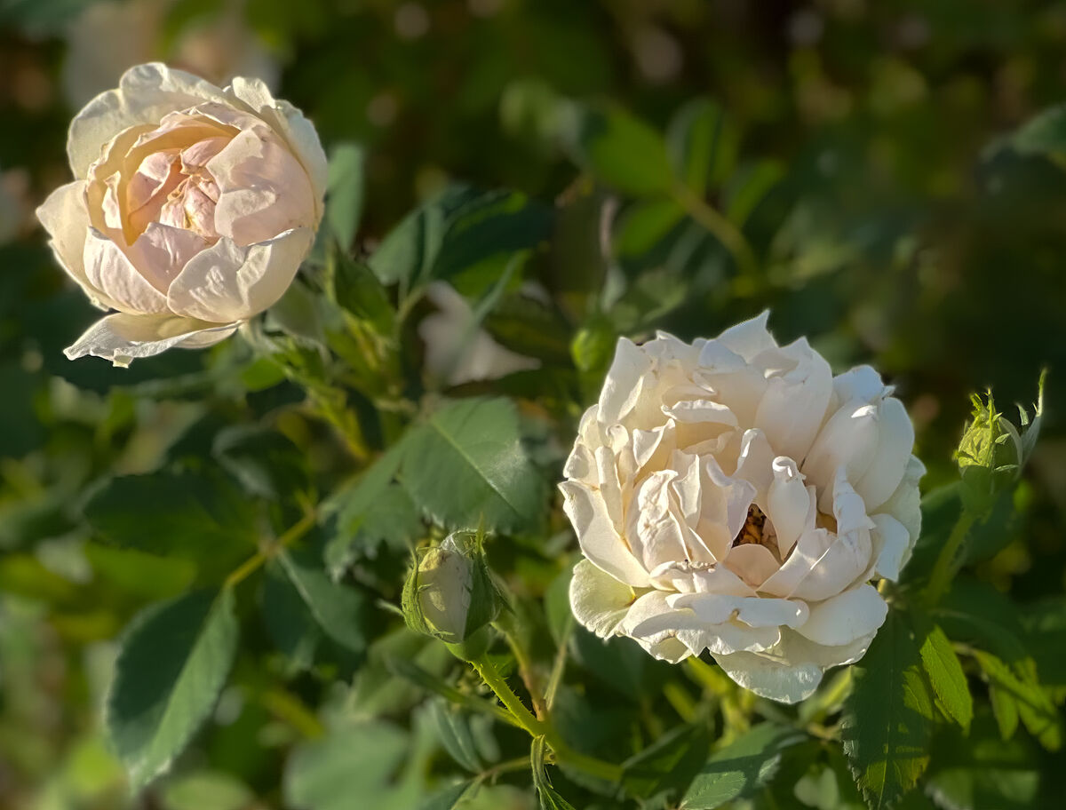 White china roses...