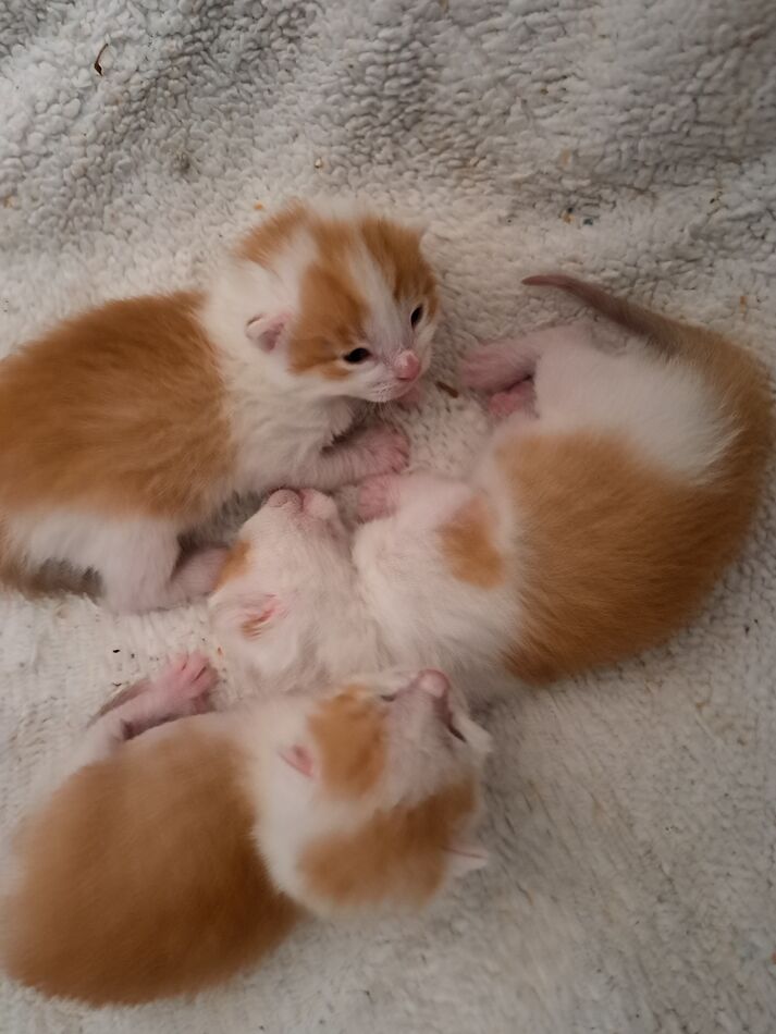 foster kittens...