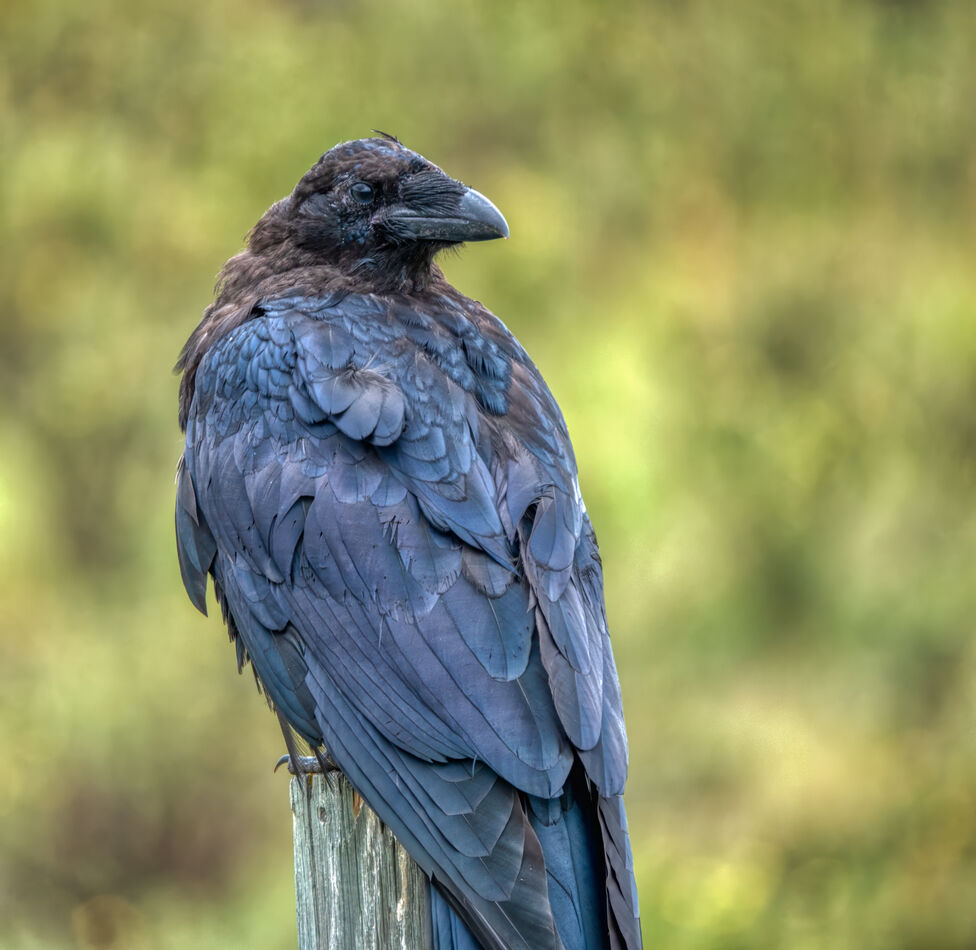 Rockies Vulture (Raven) watching us...