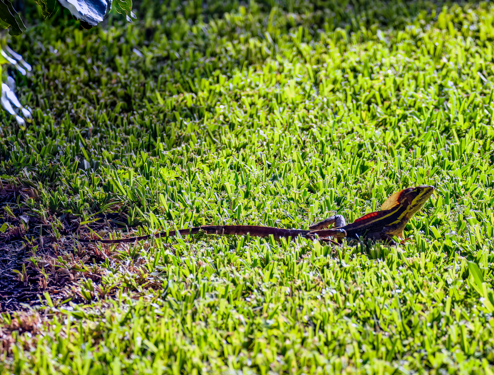 One more lizard, again pushed to the right...