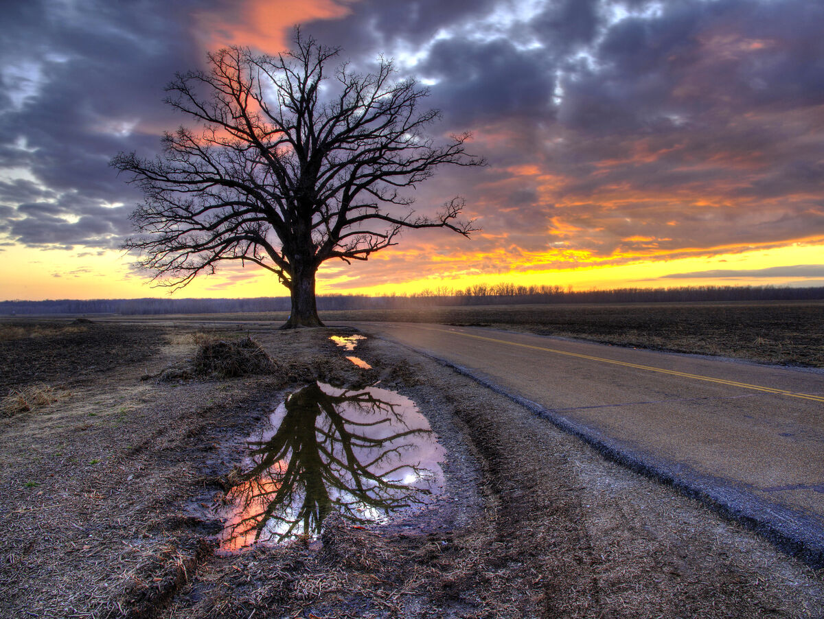 Sunset - Old Burr Oak near Columbia, MO.  Largest ...