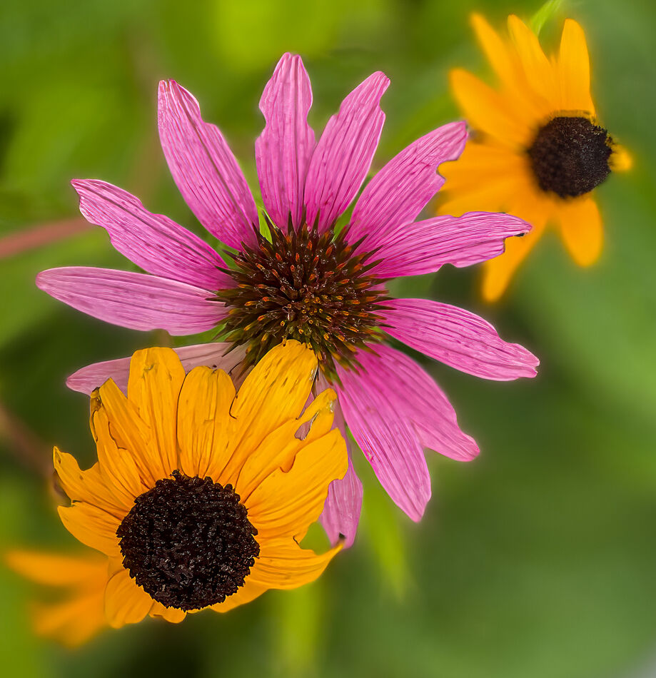 A few more colorful close ups The neighbors' plant colorful flowers