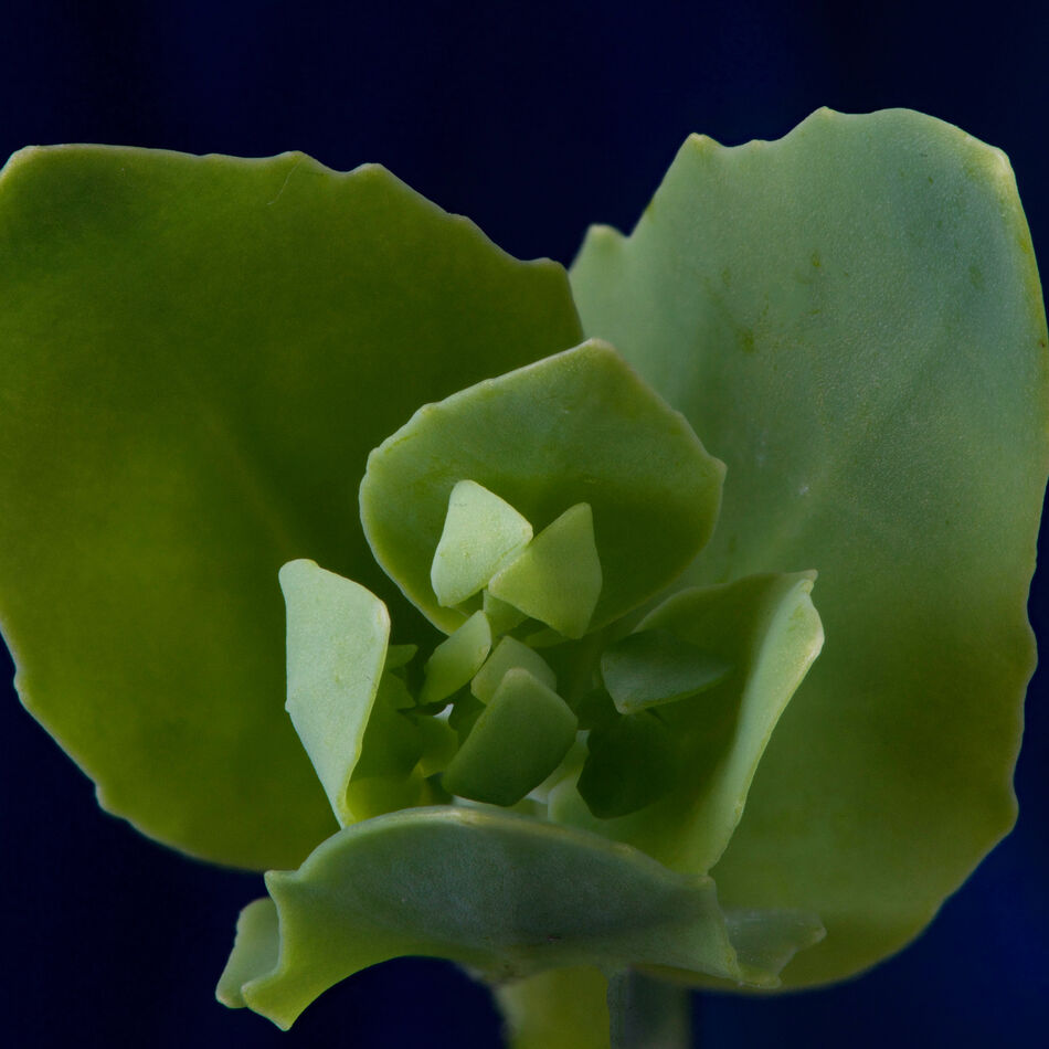 Frog Bellies: From start to Blooming...