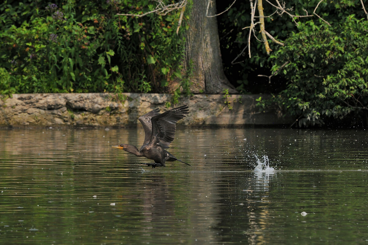 Double-crested Cormorant taking off...