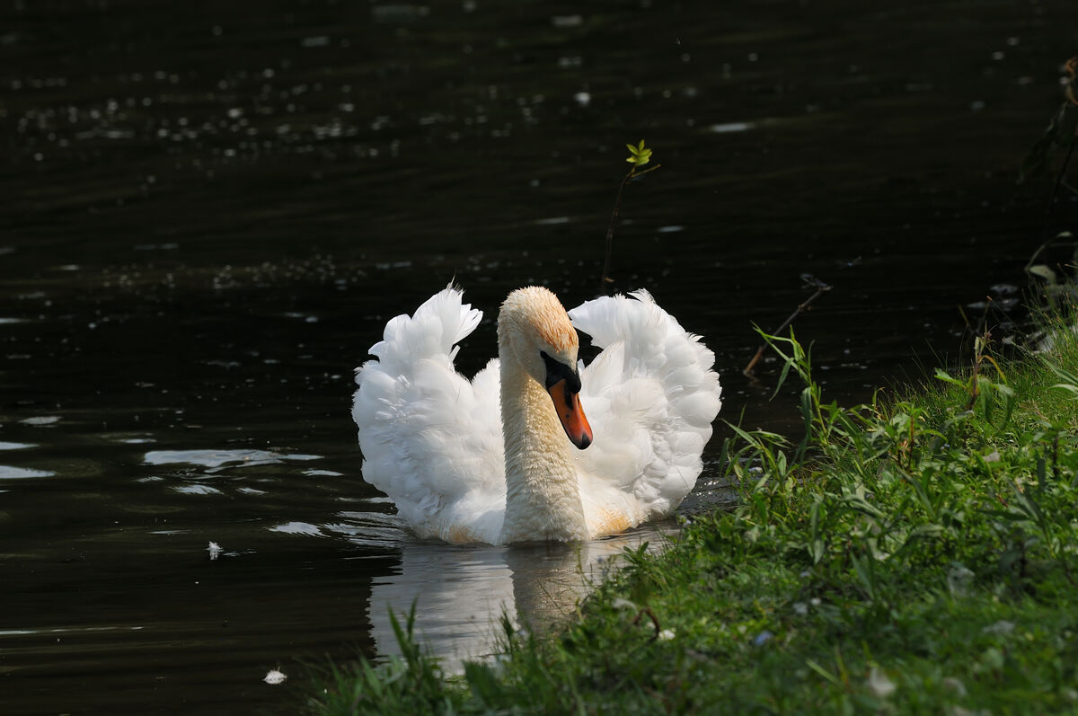 Mute Swan showing off, there is a pair here in Woo...