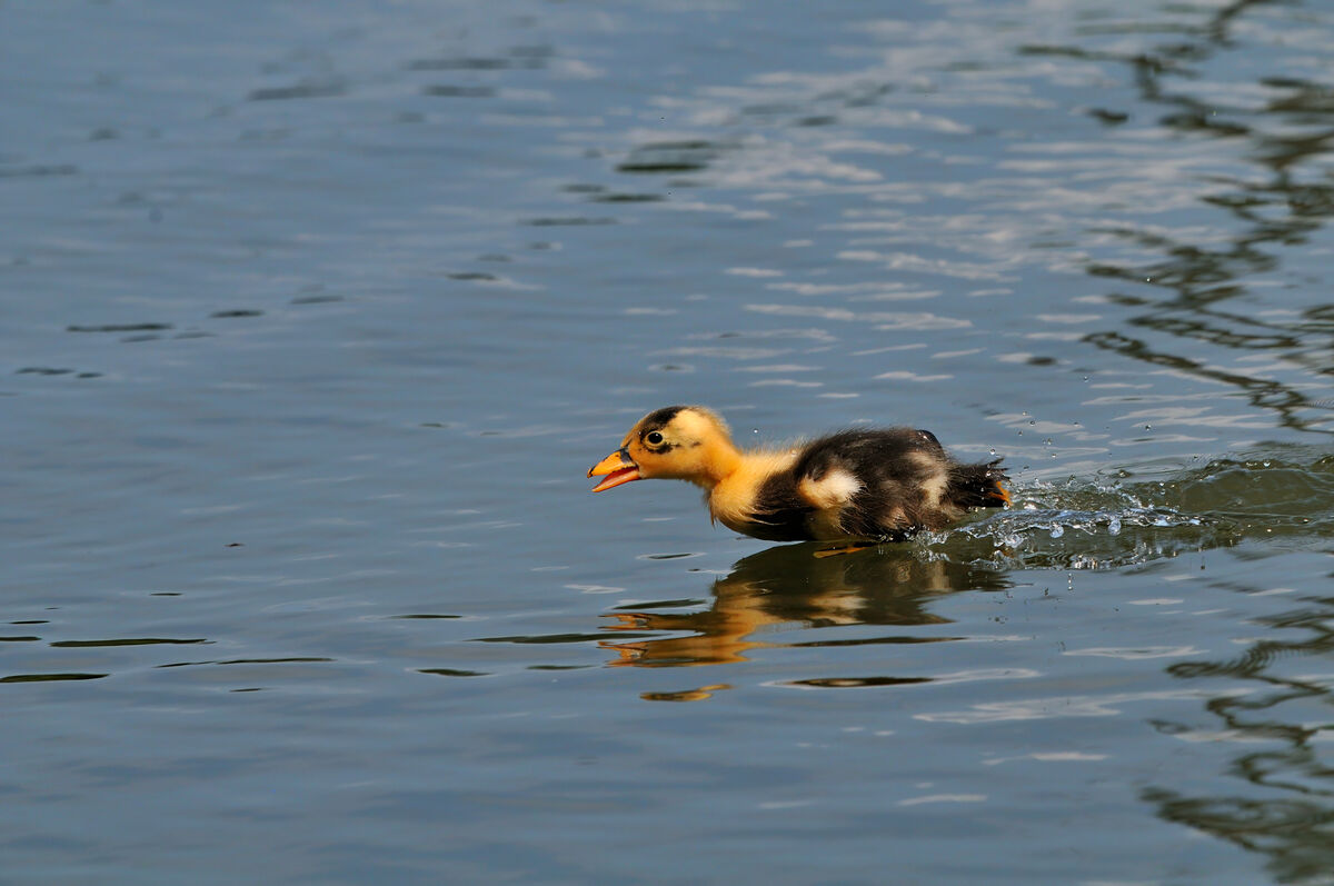 Mallard cross duckling trying hard to catch up to ...