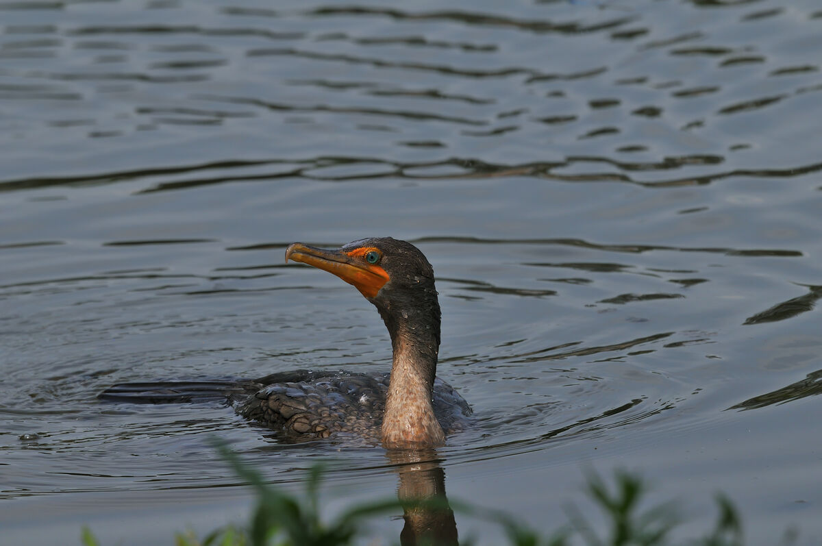Young Double-crested Cormorant that was fishing in...