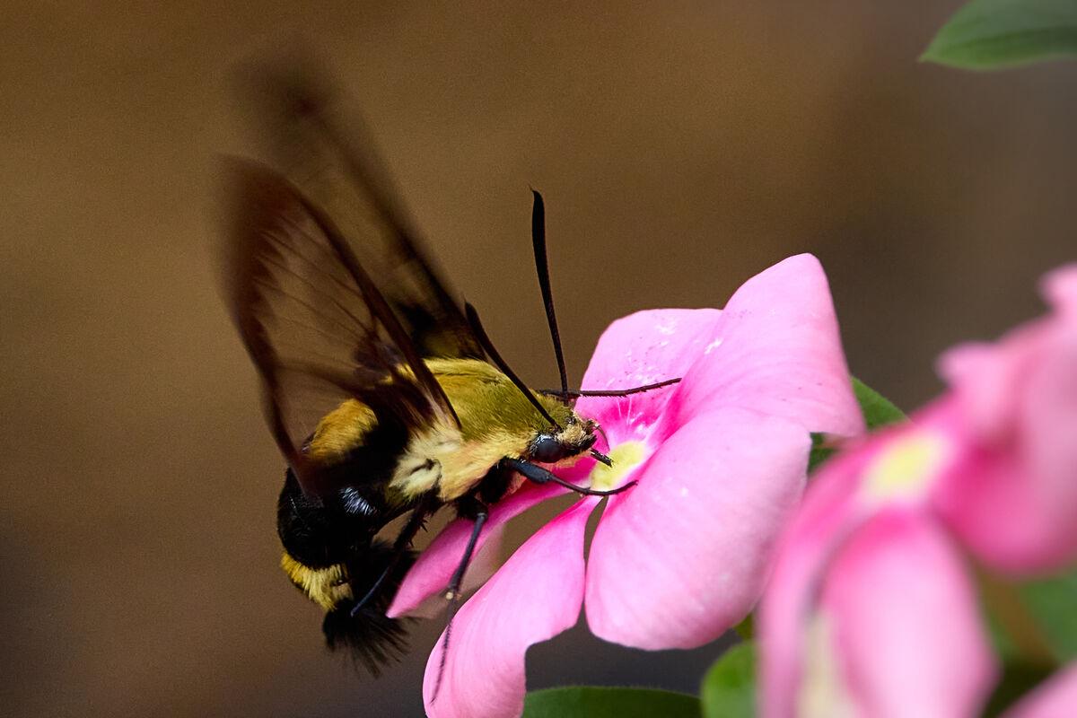Snowberry Clearwing sampling our vinca:...