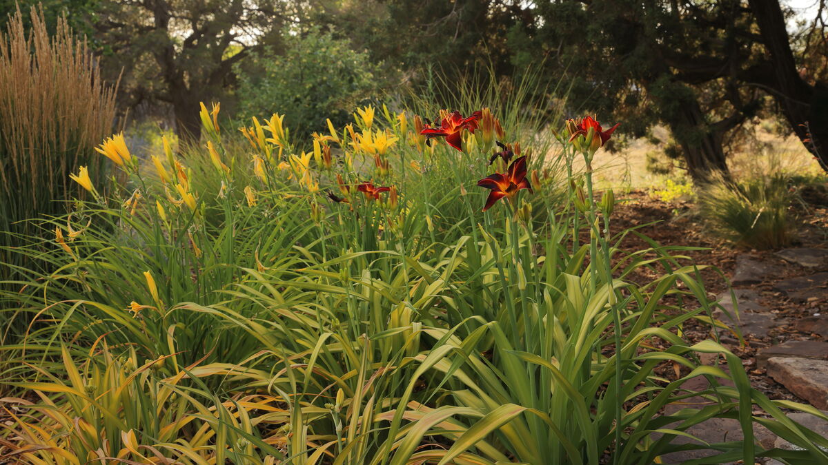 Lilies in the front garden NM: Lilies in the front garden NM...