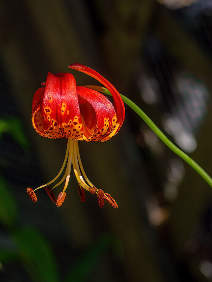 Tiger Lily, Lilium pardalinum...