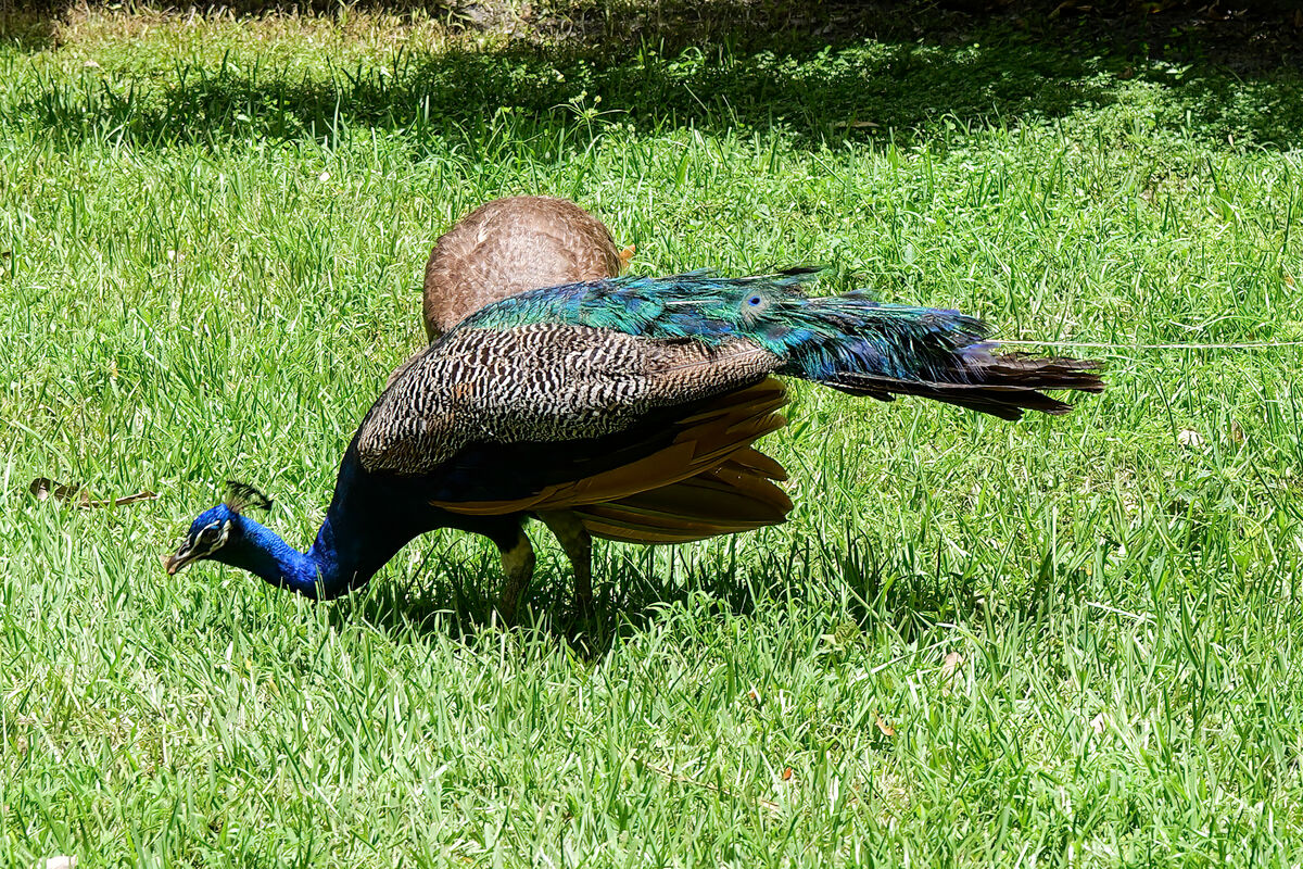 Peacock - protected in Florida, there were quite a...