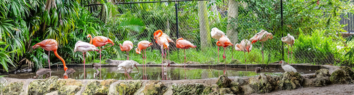 Of course, Flamingos, after all I'm in Florida!...
