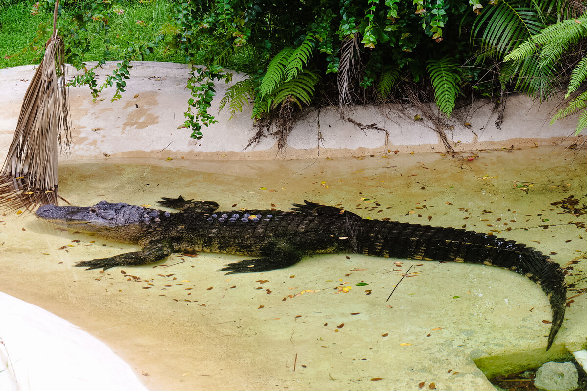 And here is the real alligator as promised....