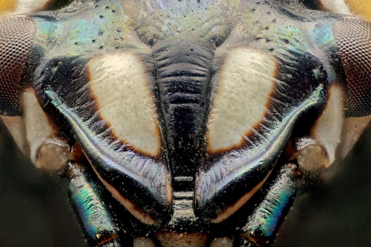 Focused Stacked Image of a Harlequin Bug: This is one of my preserved ...