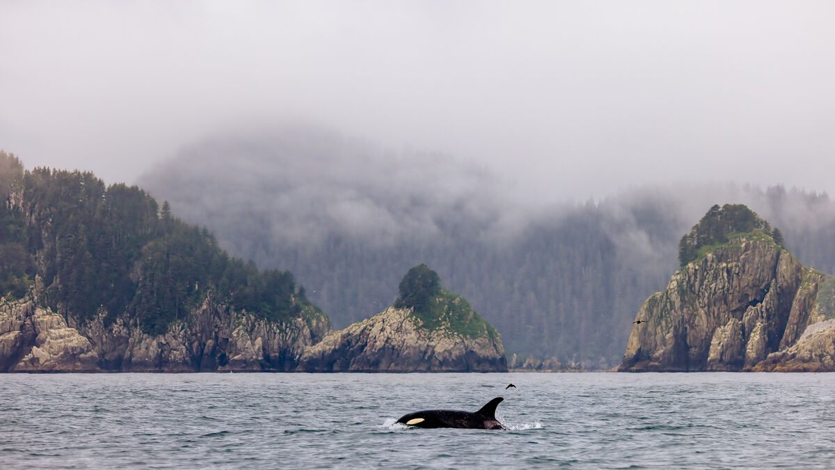 This is Kenai Fjords Nat. Park.  Not the whale pho...