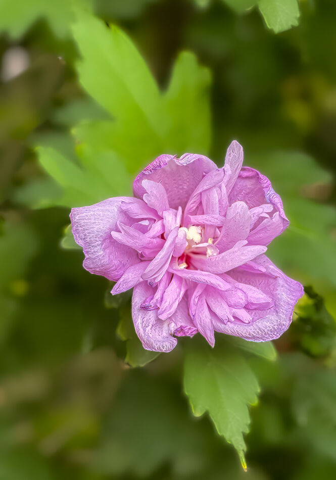 Rose of Sharon (Hibiscus)...