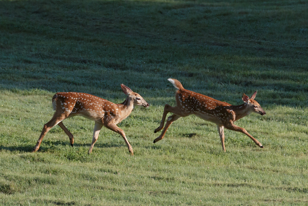 Spotted Fawns...
