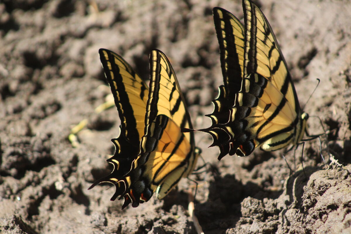 swallowtail butterflies...