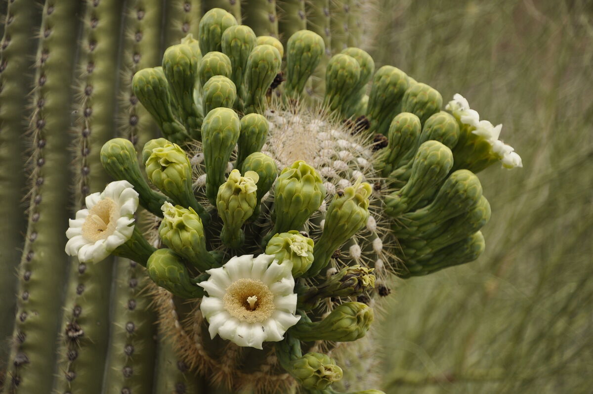 Saguaro flowers in bloom...