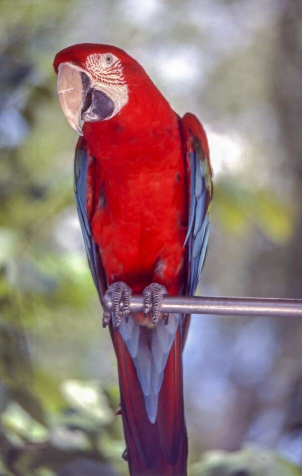 Saint Louis Zoo - parrot...