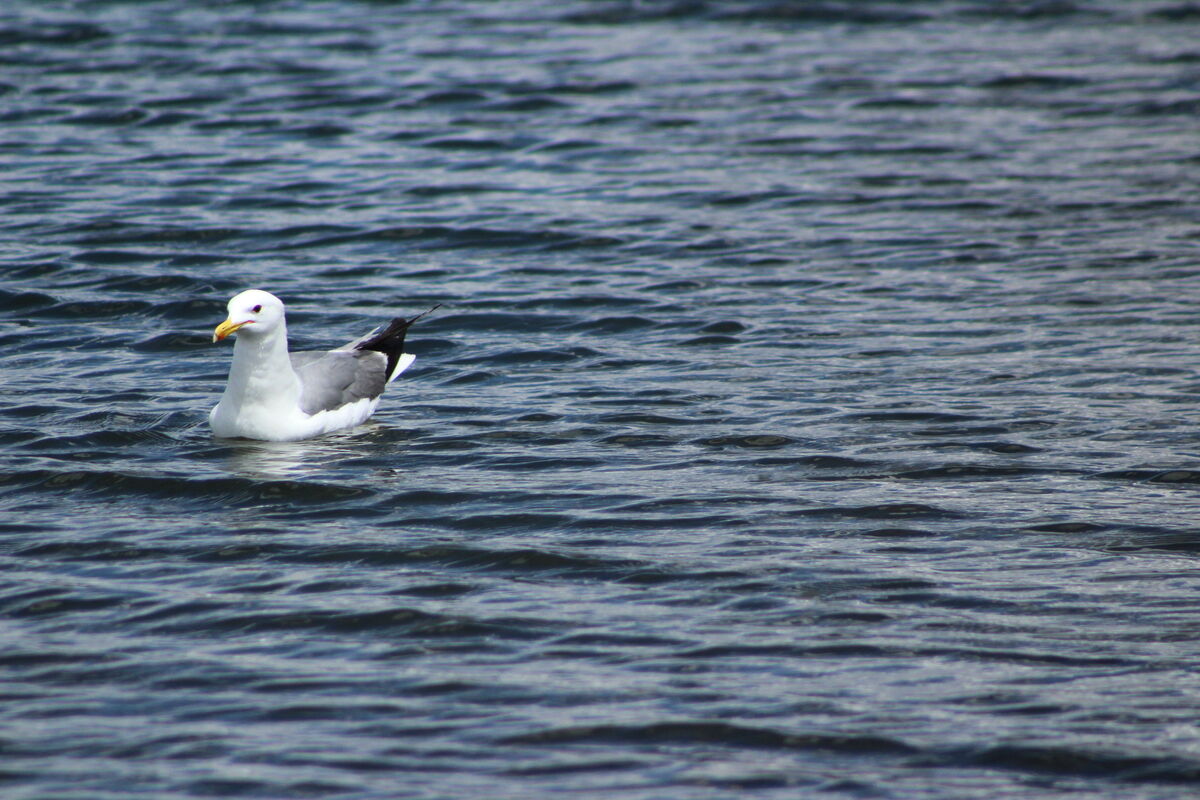 seagull (on a lake in Utah)...