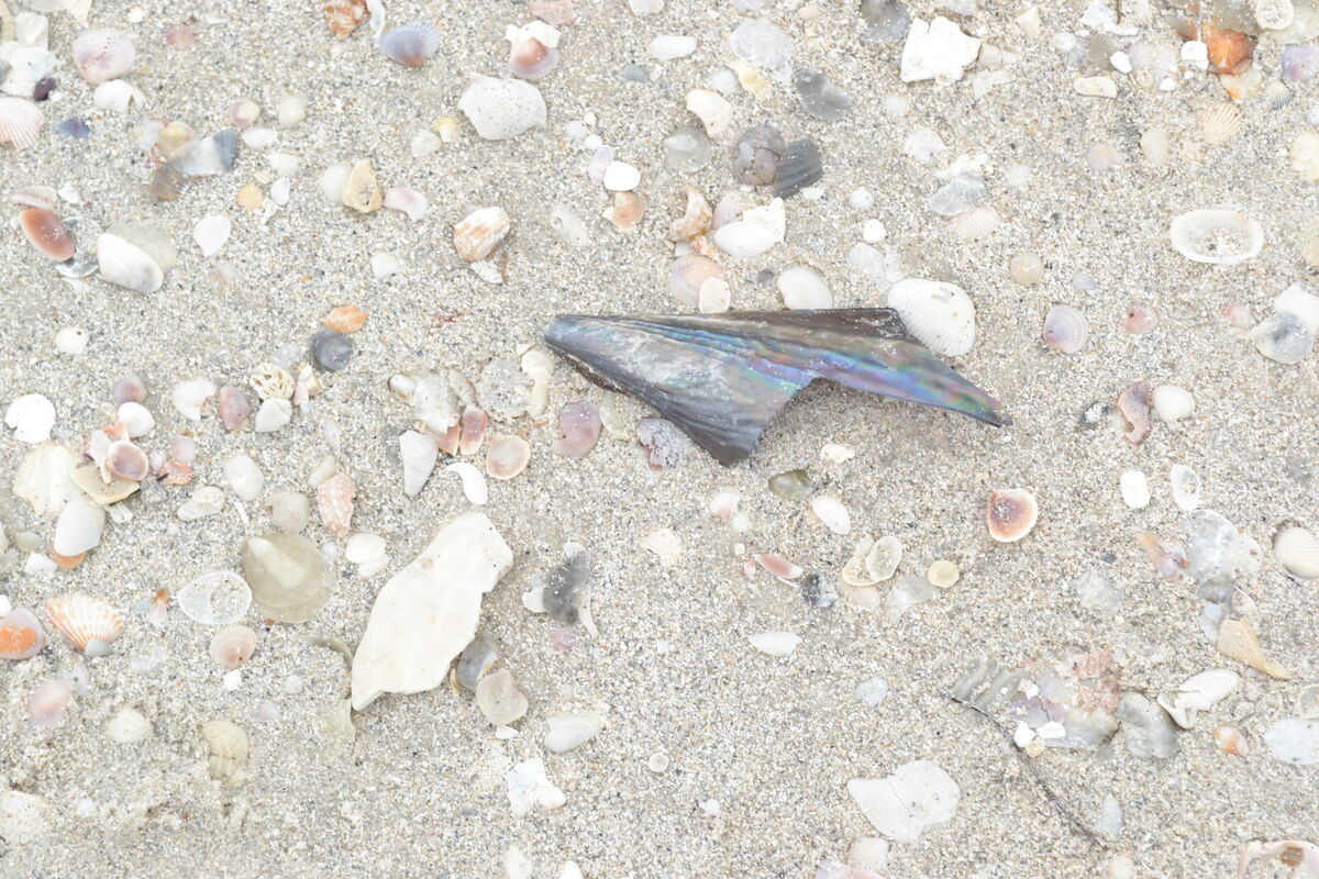 Sand and Sea Shells...