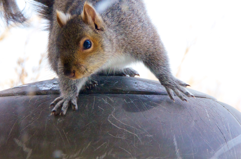 And here's my squirrel pic....