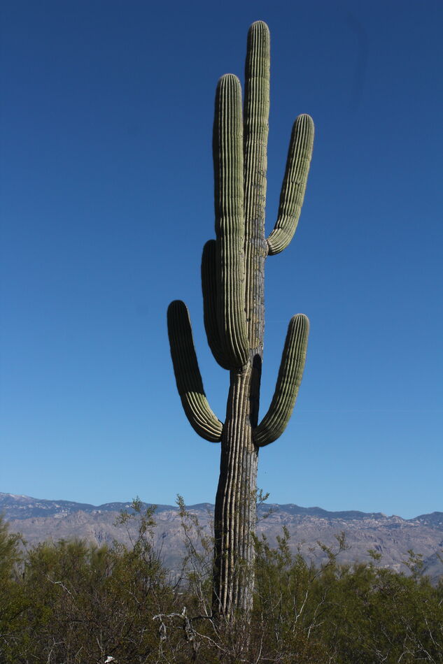 saguaro cactus...