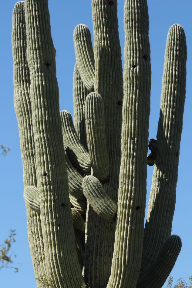 another saguaro...