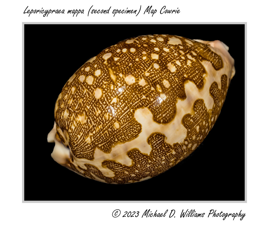 Map Cowrie (A second specimen to the one shared la...
