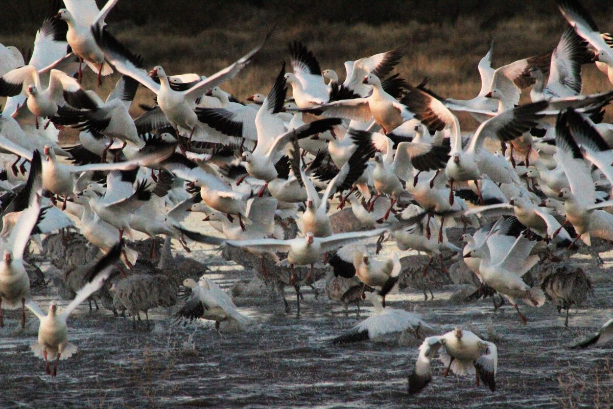 Snow geese early morning takeoff...