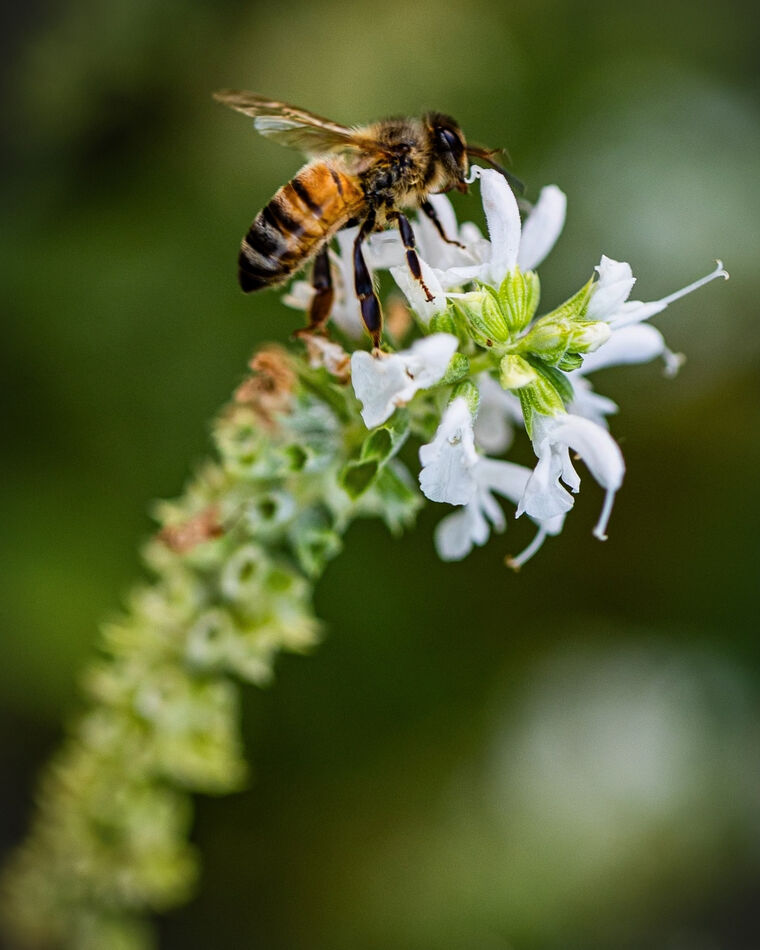 bee-macro-bee-macro-canon-r6m2-canon-100-2-8l