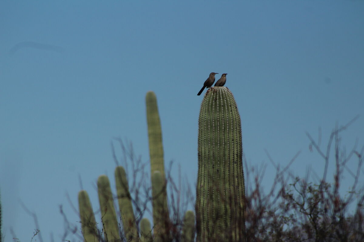 thrashers on a saguaro...