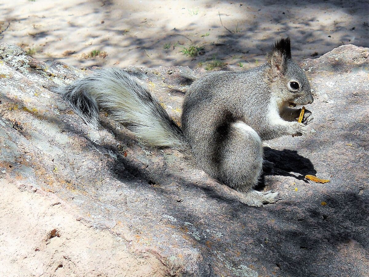 squirrel...
