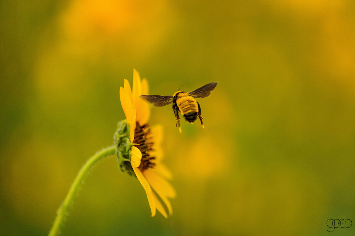 Bee in flight...